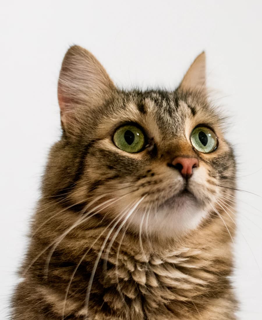 A long-haired tabby cat looking upward against a plain pale background.