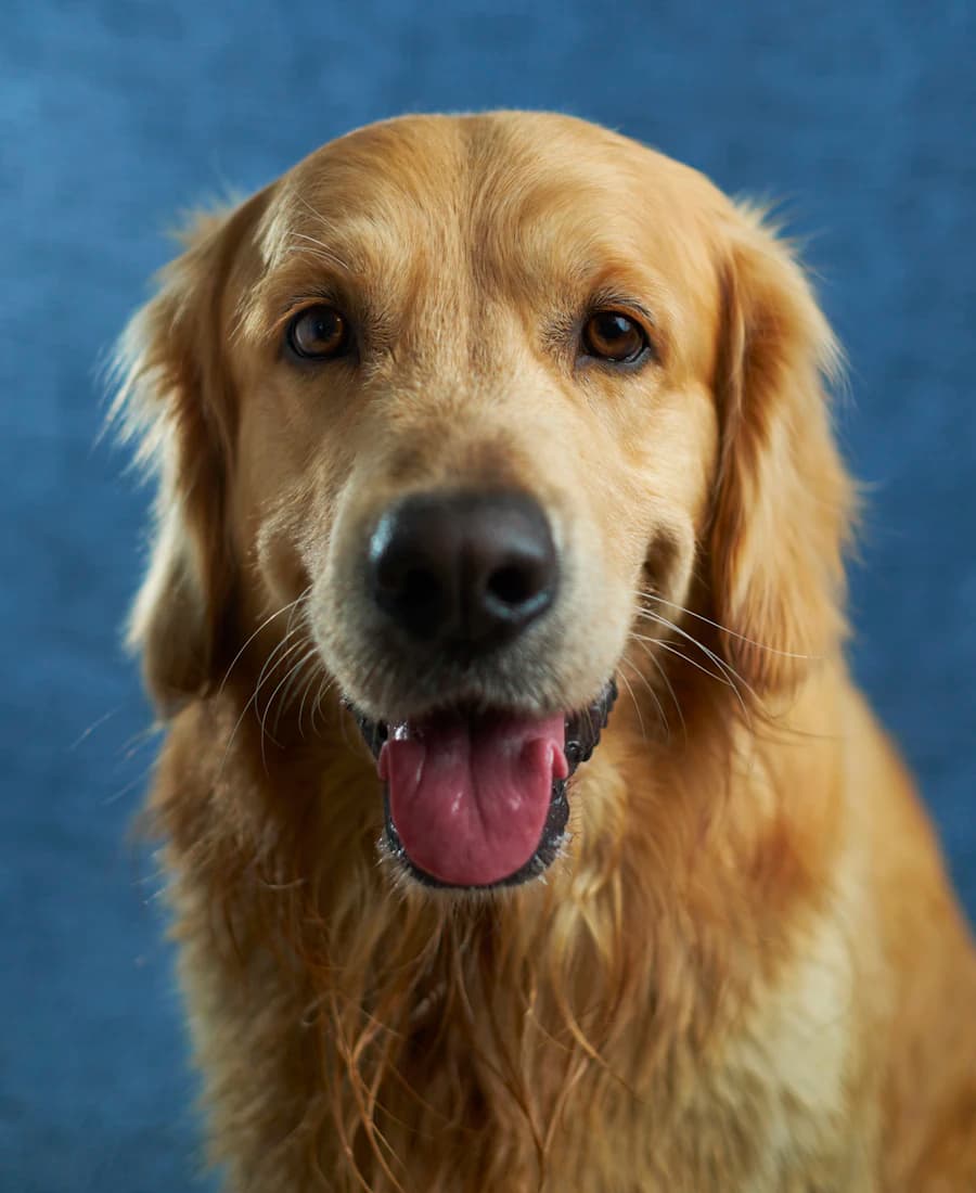 A golden retriever looking into the camera against a deep blue studio background.